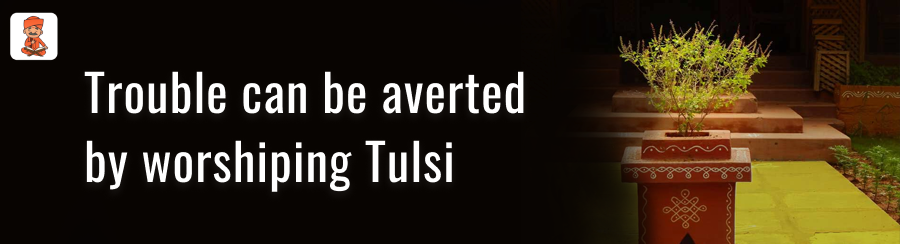 worshipping Tulsi